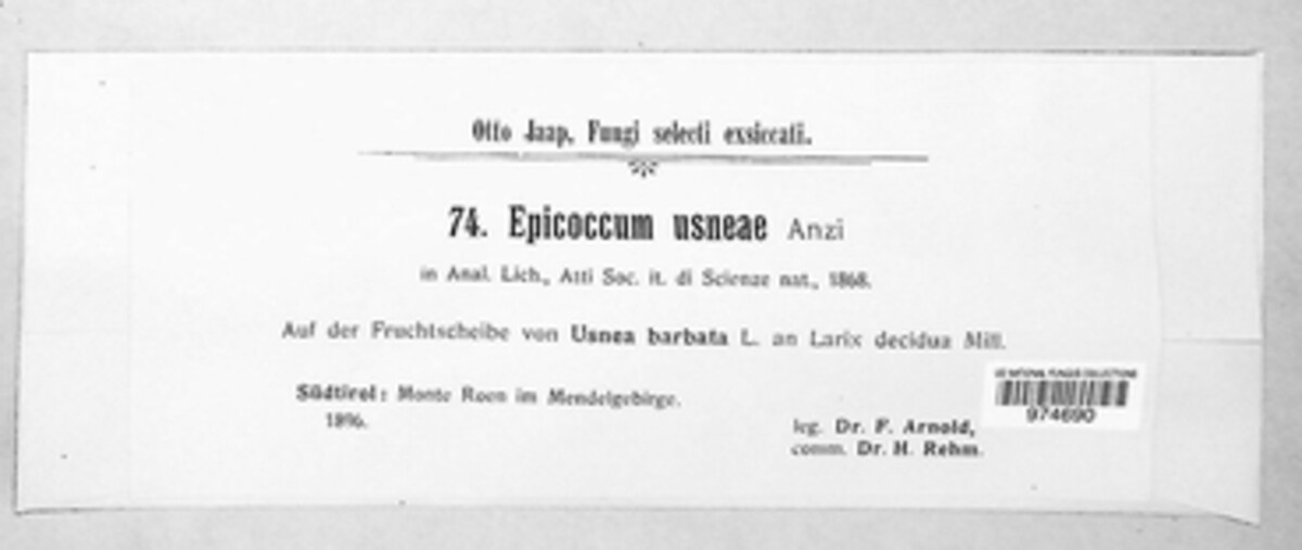 Lichenoconium usneae image